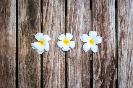 Plumeria flower or Frangipani on old wood plankの写真素材