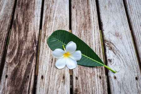 Plumeria flower or Frangipani on old wood plankの写真素材