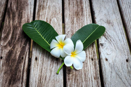 Plumeria flower or Frangipani on old wood plankの写真素材