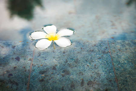 Plumeria flower or Frangipani