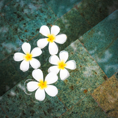 Plumeria flower or Frangipaniの写真素材