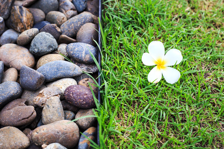 Plumeria flower or Frangipani on green grassの写真素材