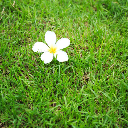Plumeria flower or Frangipani on green grassの写真素材