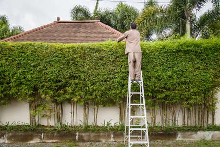 man cutting a bamboo with a scissorの写真素材