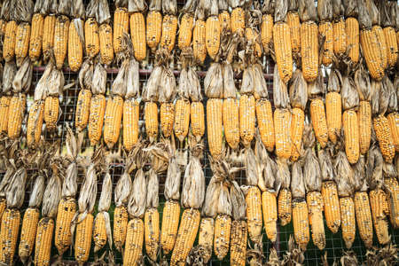 Close up dried corn in farmの写真素材