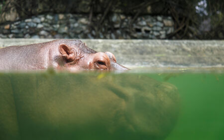 Hippopotamuses in waterの写真素材