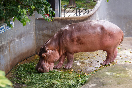 Hippopotamuses in waterの写真素材
