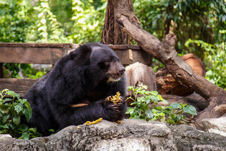 black bearの写真素材
