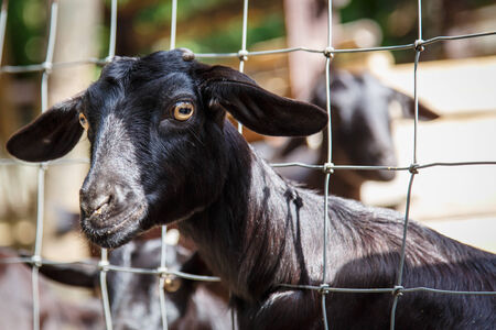 Black Goatの写真素材