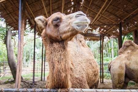 Camelsの写真素材
