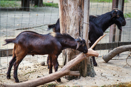 Black Goatの写真素材