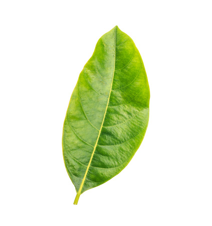 Green leaf isolated on white backgroundの写真素材