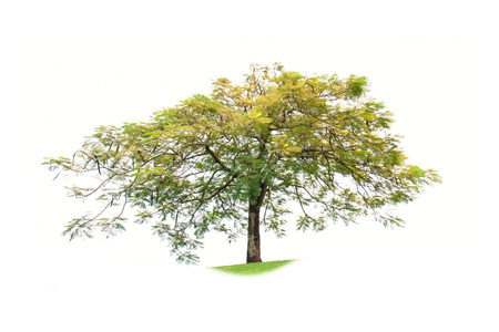 Tree isolated on white backgroundの写真素材