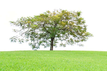 Tree isolated on white background