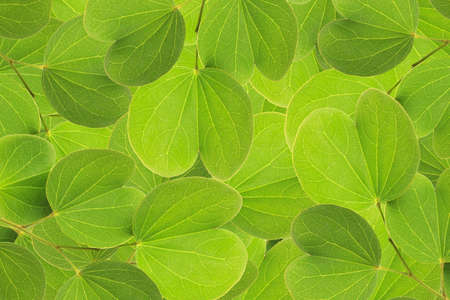Tree leaves isolated on white background