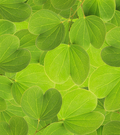 Tree leaves isolated on white backgroundの写真素材