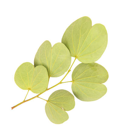 Tree leaves isolated on white backgroundの写真素材