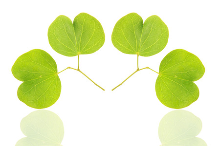 Tree leaves isolated on white backgroundの写真素材
