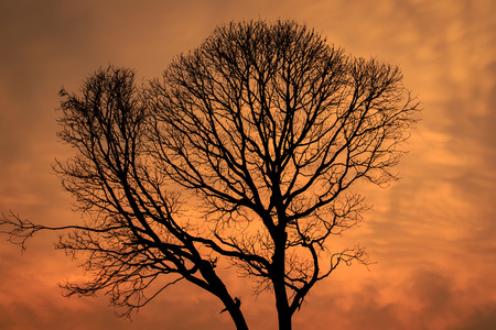 silhouettes of Dead Tree without Leavesの写真素材