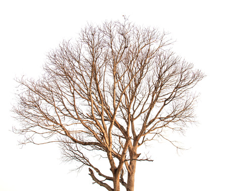 Dead Tree without Leaves isolated on white backgroundの写真素材