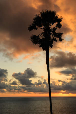 silhouette of palm tree at sunset timeの写真素材