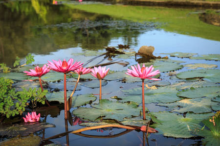Red lotus in the pondの写真素材