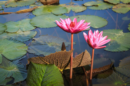 Red lotus in the pondの写真素材