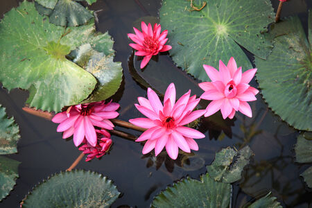 Red lotus in the pondの写真素材