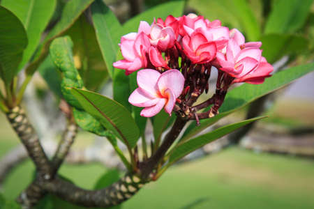 Plumeria flower or Frangipani in the gardenの写真素材