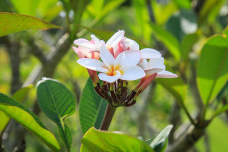 Plumeria flower or Frangipani in the gardenの写真素材