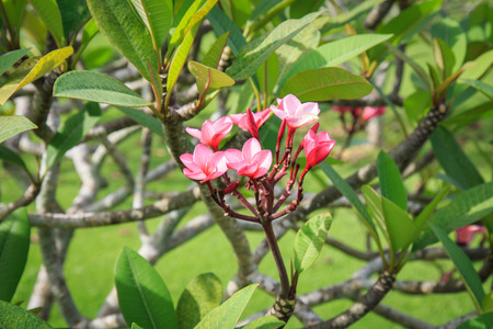 Plumeria flower or Frangipani in the gardenの写真素材