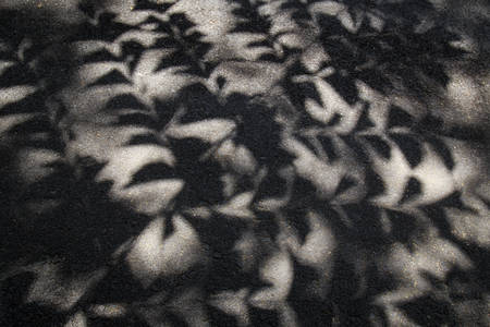Shadow of tree on the road