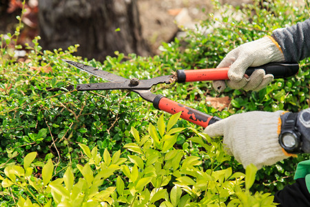 Pruning bushes in the garden.の写真素材