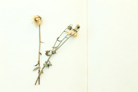 Dried flowers on mulberry paperの写真素材