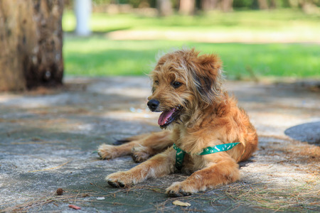 A dog in the parkの写真素材