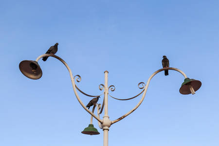 Birds stand on light poleの写真素材