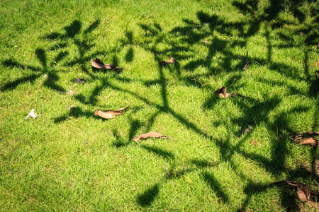 Green grass with shadow of treeの写真素材