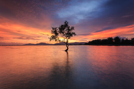 Silhouette of tree at the sea in sutset timeの写真素材
