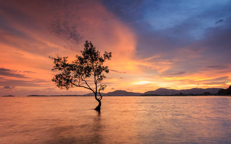 Silhouette of tree at the sea in sutset timeの写真素材