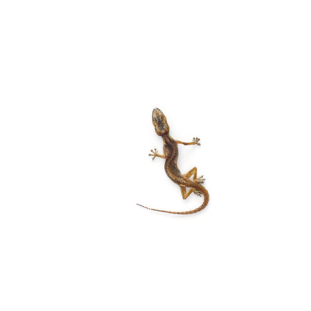 Dried House lizard - gecko isolated on white backgroundの写真素材