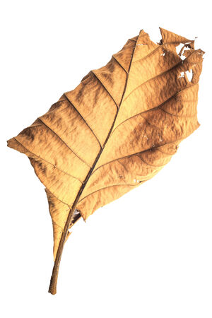 Big dried tree leaf isolated on white on white backgroundの写真素材