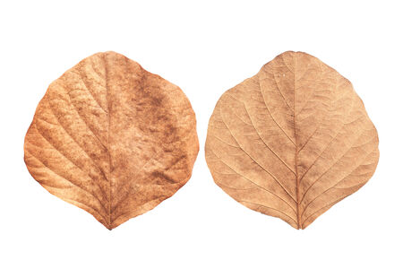tree leaf isolated on white on white backgroundの写真素材