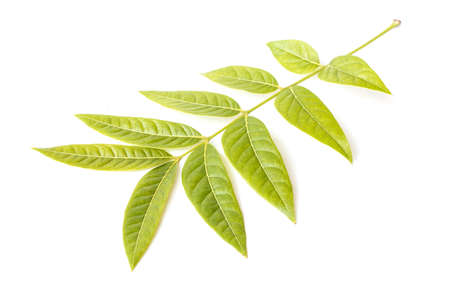 Tree leaves isolated on white backgroundの写真素材