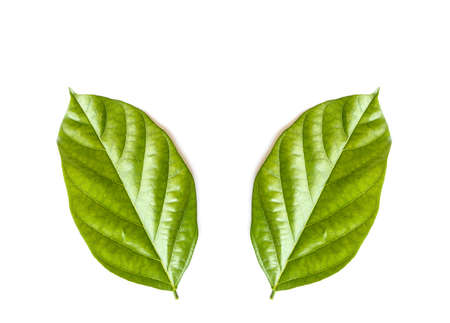 Tree leaves isolated on white backgroundの写真素材