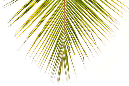 Coconut leaf isolated on white backgroundの写真素材