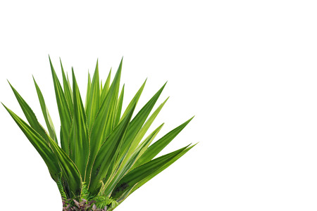Agave plant isolated on white backgroundの写真素材