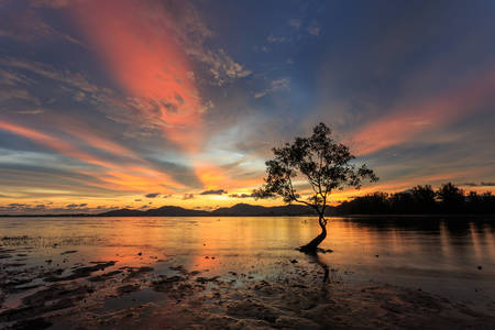 Silhouettes of tree at sunset beach in Phuket, Thailandの写真素材