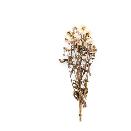 Dried flower isolated on white backgroundの写真素材