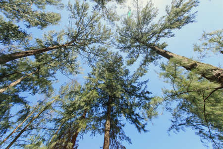 Pine tree and skyの写真素材