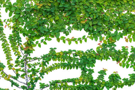 Abstract of Green ivy isolated on white background